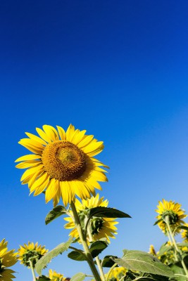 2024年　サマーパーティーのご案内